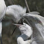 Aigrette garzette