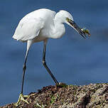 Aigrette garzette