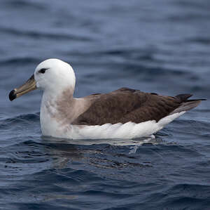 Albatros à cape blanche