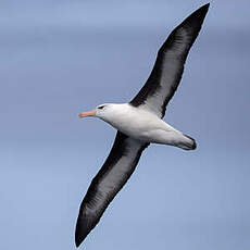 Albatros à sourcils noirs