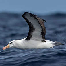 Albatros à sourcils noirs