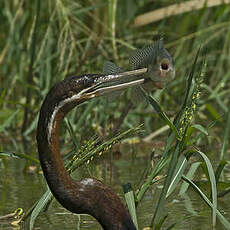 Anhinga d'Afrique