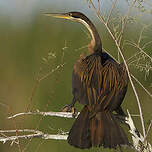 Anhinga d'Afrique