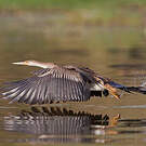 Anhinga d'Afrique