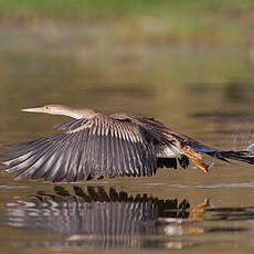Anhinga d'Afrique