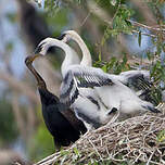 Anhinga roux