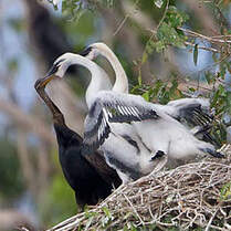Anhinga roux