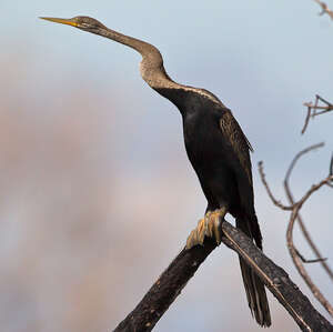 Anhinga roux