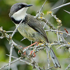 Apalis à collier