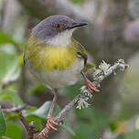 Apalis à gorge jaune