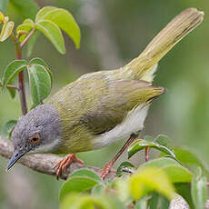 Apalis à gorge jaune