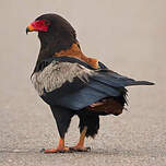 Bateleur des savanes