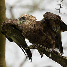 Bateleur des savanes