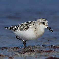 Bécasseau sanderling