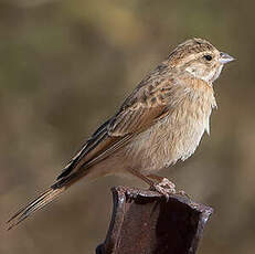 Bruant des rochers