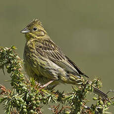 Bruant jaune