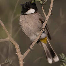 Bulbul à oreillons blancs