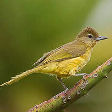 Bulbul à poitrine jaune