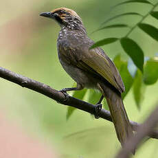 Bulbul à tête jaune