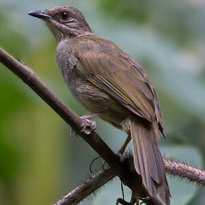 Bulbul aux ailes olive