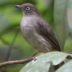 Bulbul aux yeux blancs