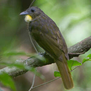 Bulbul crinon