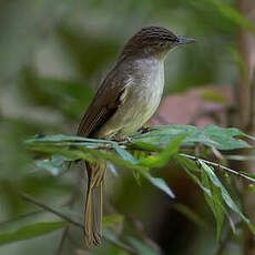 Bulbul d'Oberholser