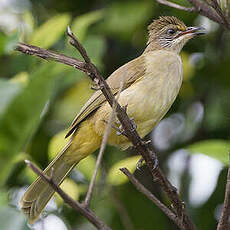 Bulbul de Conrad