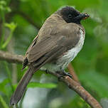 Bulbul des jardins