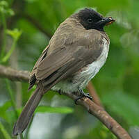 Bulbul des jardins