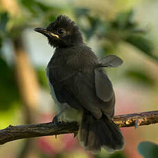 Bulbul des jardins