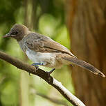 Bulbul des jardins
