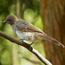 Bulbul des jardins