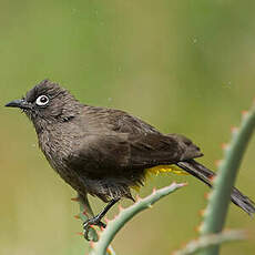 Bulbul du Cap