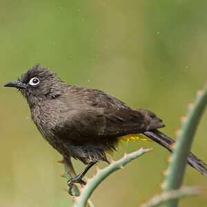 Bulbul du Cap