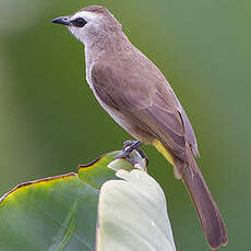 Bulbul goiavier