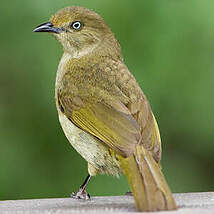 Bulbul importun