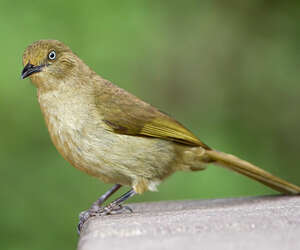 Bulbul importun