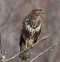 Buse Variable Buteo Buteo