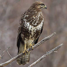 Buse variable