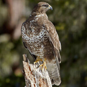 Buse Variable Buteo Buteo