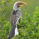 Calao leucomèle