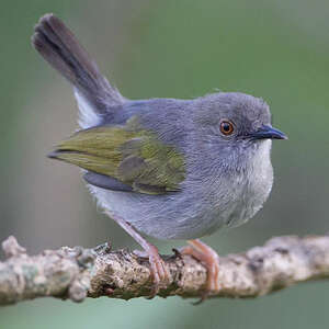 Camaroptère à dos gris