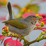 Camaroptère à dos gris