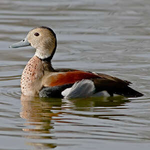 Canard à collier noir