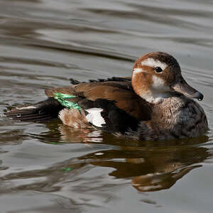 Canard à collier noir