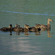 Canard colvert