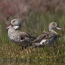 Canard du Cap