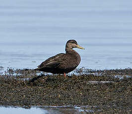 Canard noir