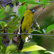 Cardinal à cuisses noires